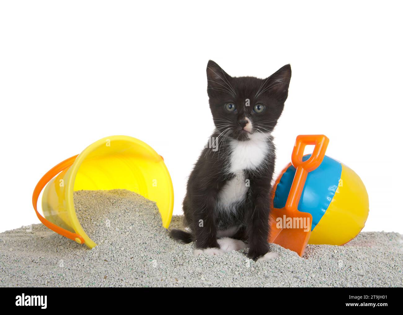 Cute small black and white tuxedo kitten sitting on kitty litter sand beach with a toy sand bucket on one side and tiny beach ball and shovel on the o Stock Photo