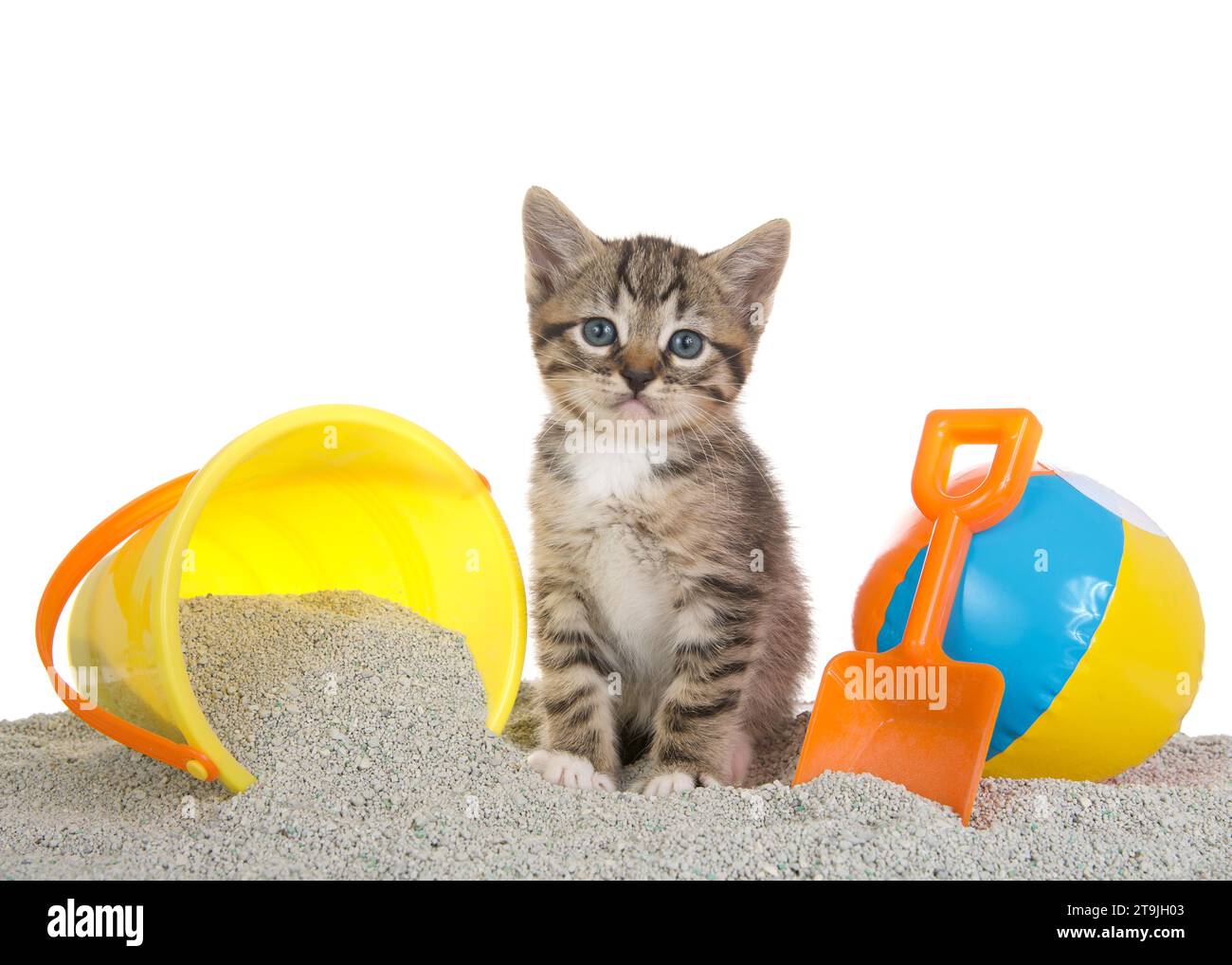 Cute small brown and white tabby kitten sitting on kitty litter sand beach with a toy sand bucket on one side and tiny beach ball and shovel on the ot Stock Photo