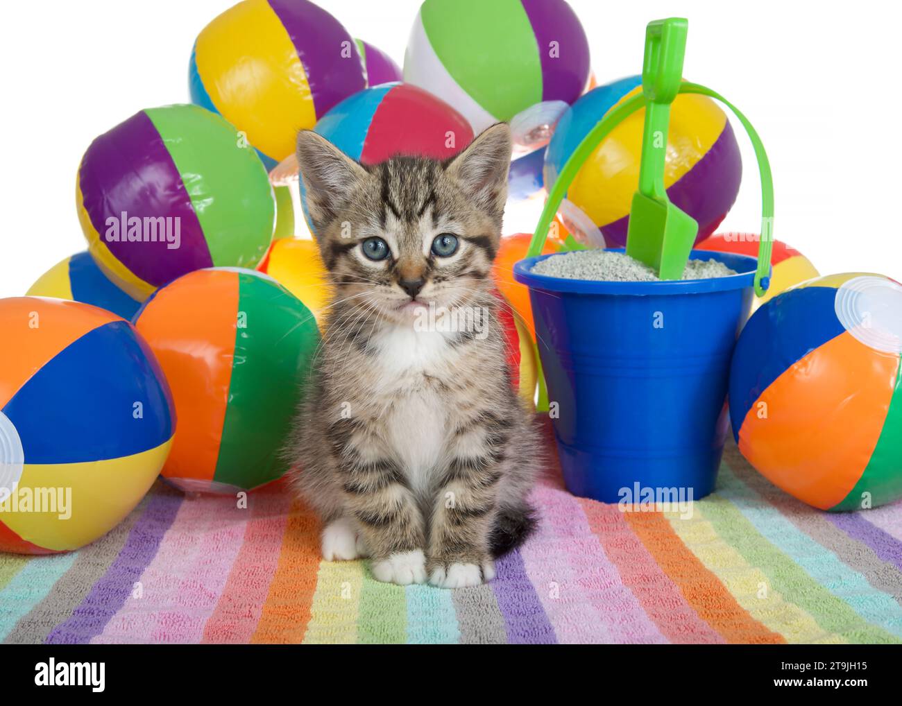 Adorable tabby kitten sitting on a colorful striped towel with small brightly colored beach balls piled up behind him. Sand bucket with shovel. Lookin Stock Photo
