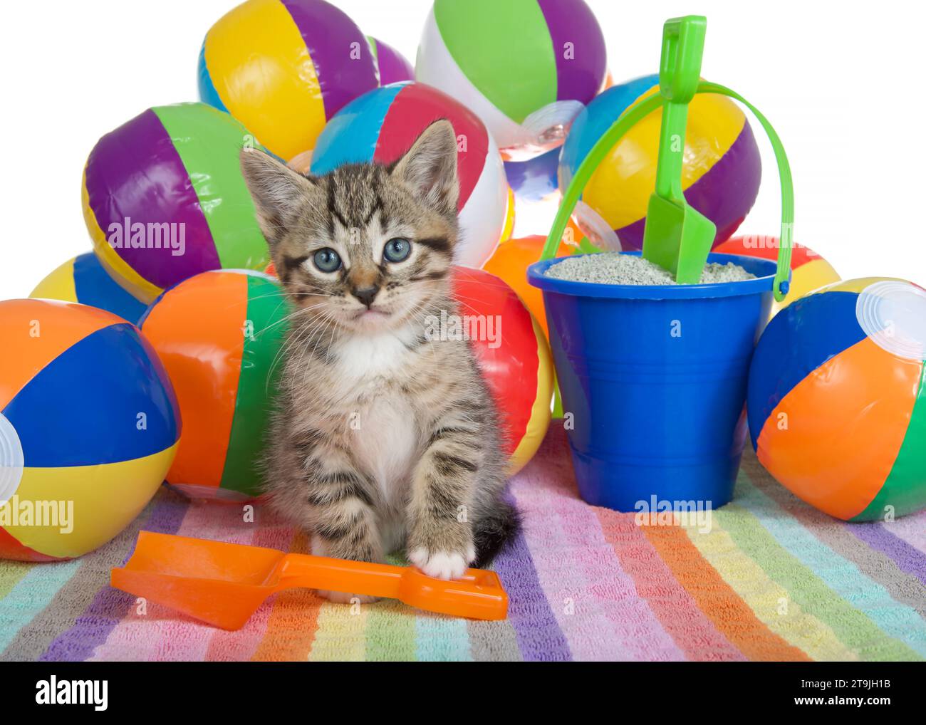 Adorable tabby kitten sitting on a colorful striped towel with small brightly colored beach balls piled up behind him. Sand bucket with shovel. Lookin Stock Photo
