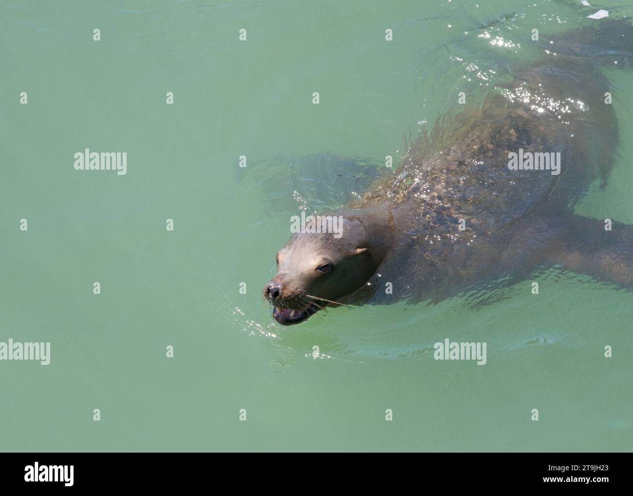 california-sea-lion-swimming-in-calm-murky-bay-water-mouth-open-vocalizing-view-from-above-at-an-angle-2T9JH23.jpg
