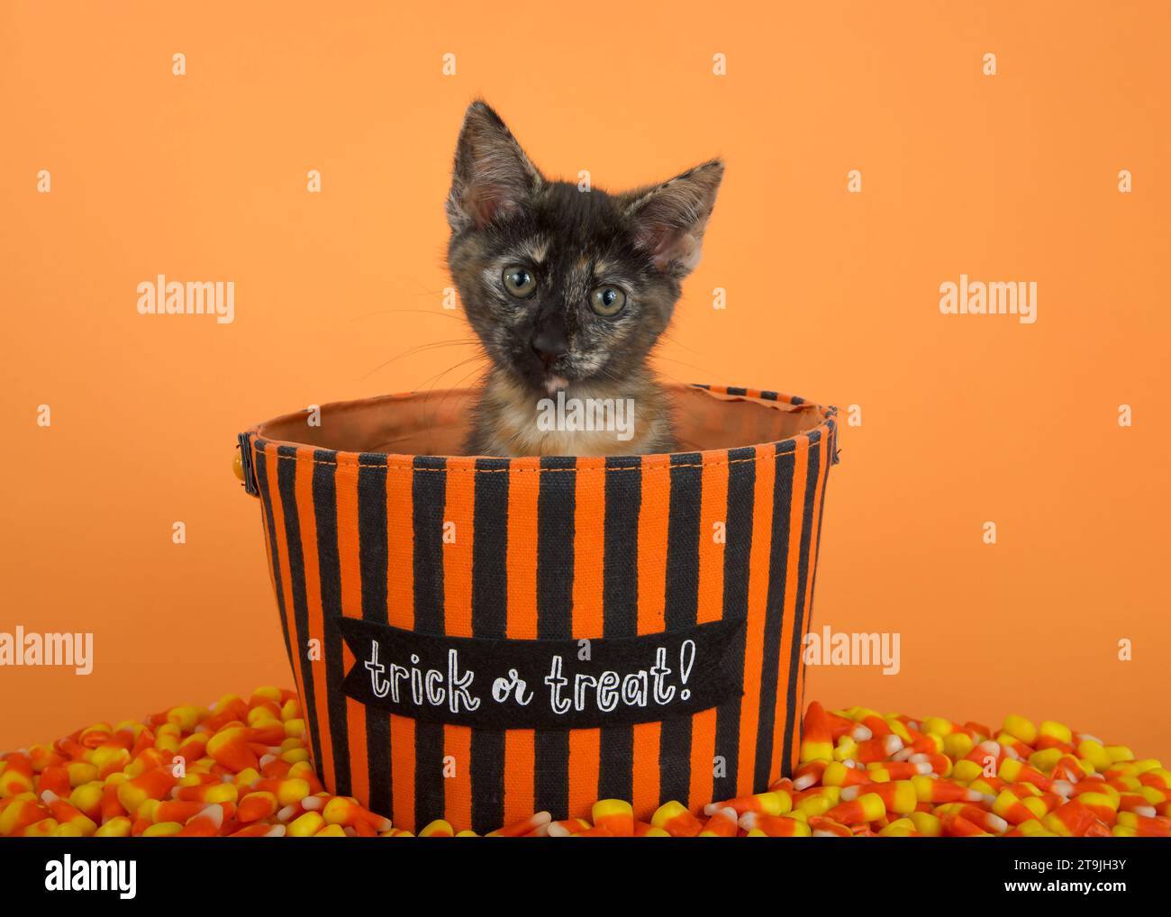 Adorable tortie torbie kitten sitting in an orange and black striped trick or treat bucket, surrounded by corn shaped candy. Orange background. Stock Photo