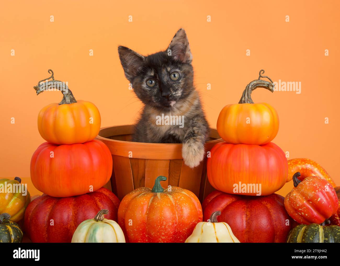 Adorable Calico Tabby, or Caliby kitten sitting in an orange wicker basket surrounded by piles of miniature pumpkins. Kitten looking directly at viewe Stock Photo