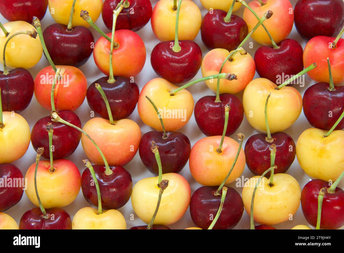 Top view of Bing Cherries and Rainier Cherries with stems lined up on a porcelain plate. Fresh seasonal fruit. Stock Photo