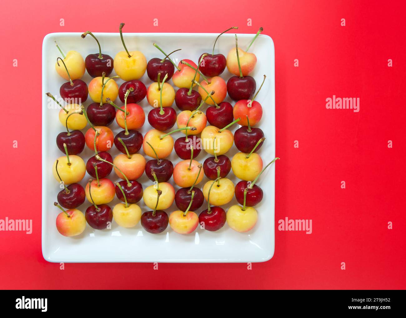 Top view of Bing Cherries and Rainier Cherries with stems lined up on a porcelain plate with red background. Fresh seasonal fruit. Stock Photo