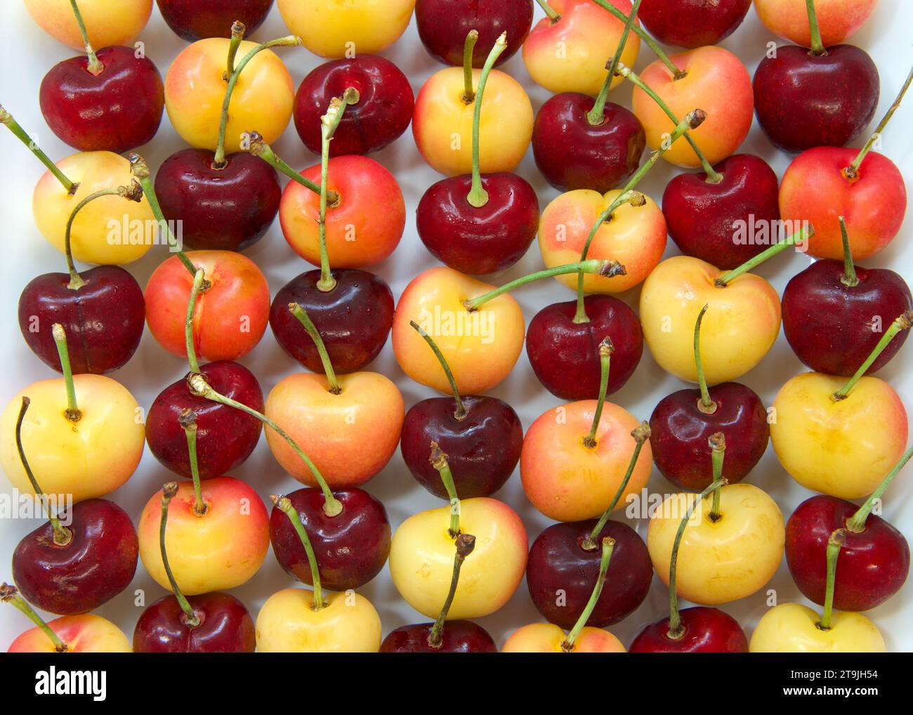 Top view of Bing Cherries and Rainier Cherries with stems lined up on a porcelain plate. Fresh seasonal fruit. Stock Photo