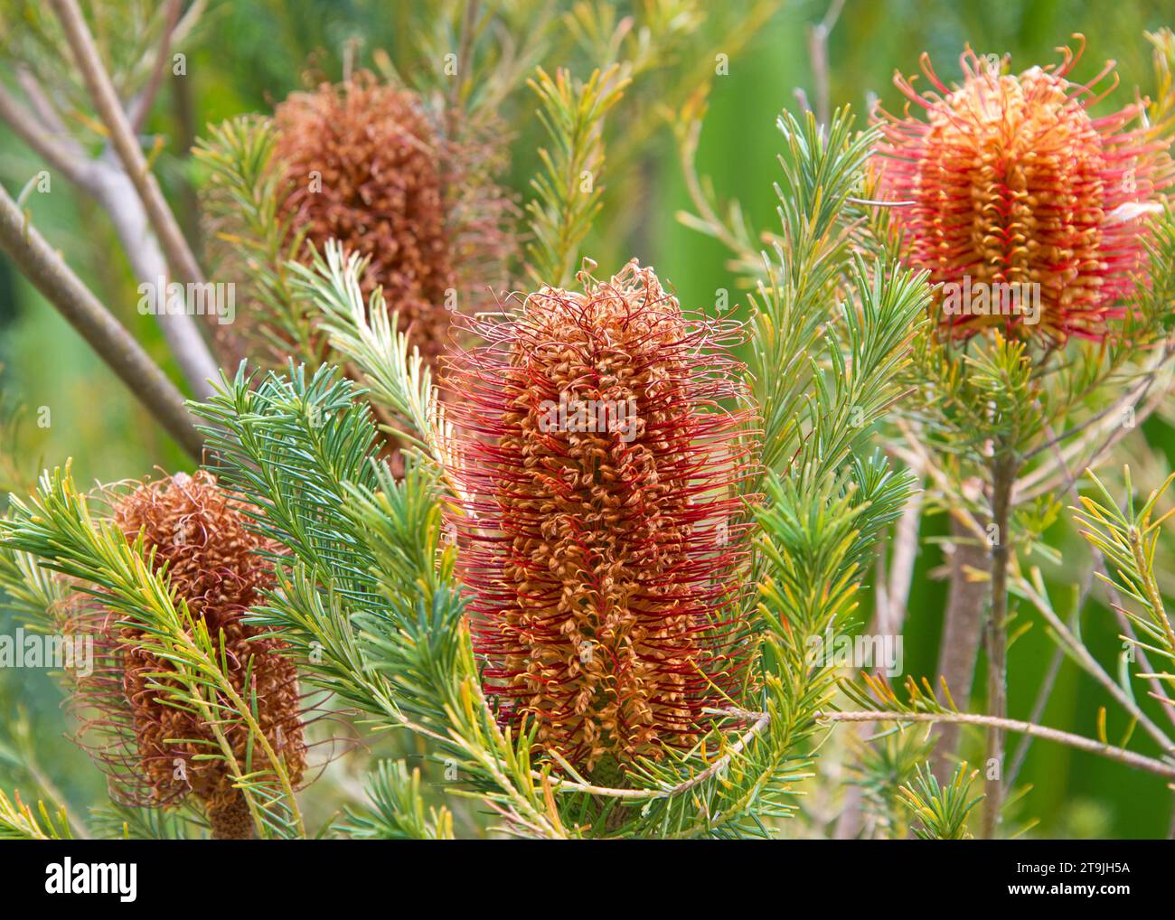 Hairpin banksia flower cone growing upwards from the tree branches. The distinctive inflorescences or flower spikes occur over a short period through Stock Photo
