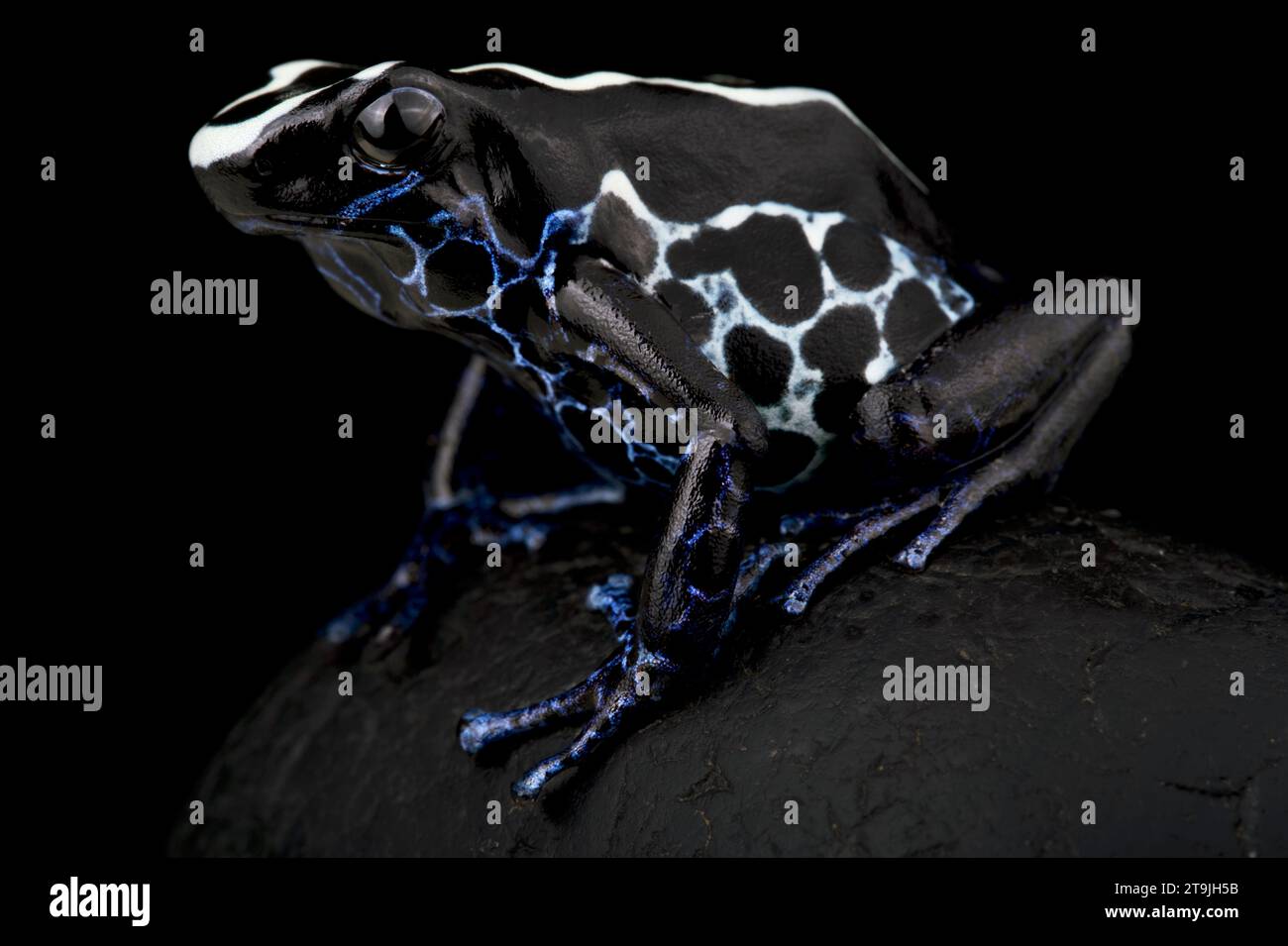 The Dyeing dart frog (Dendrobates tinctorius) is a big, colorful frog
