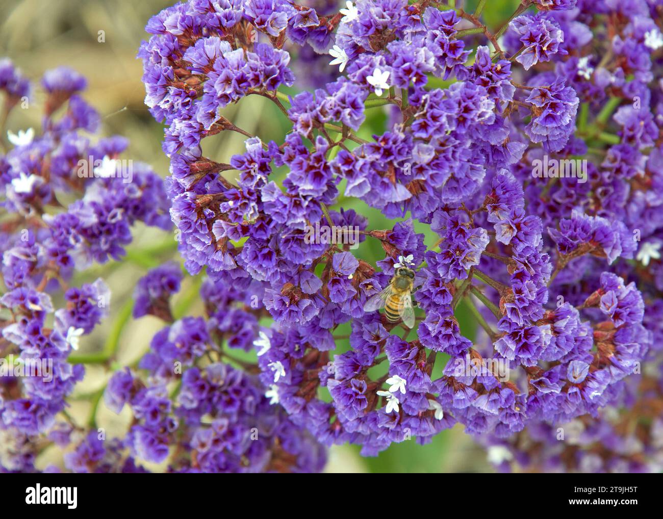 Honey bee collecting pollen from Coastal purple and white Limonium Perezii (Statice Perezii) Sea Lavender flowers. View from above with shallow depth Stock Photo