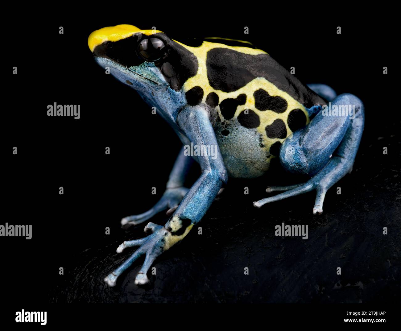 The Dyeing dart frog (Dendrobates tinctorius) is a big, colorful frog species from the Guiana shield in South America. Stock Photo