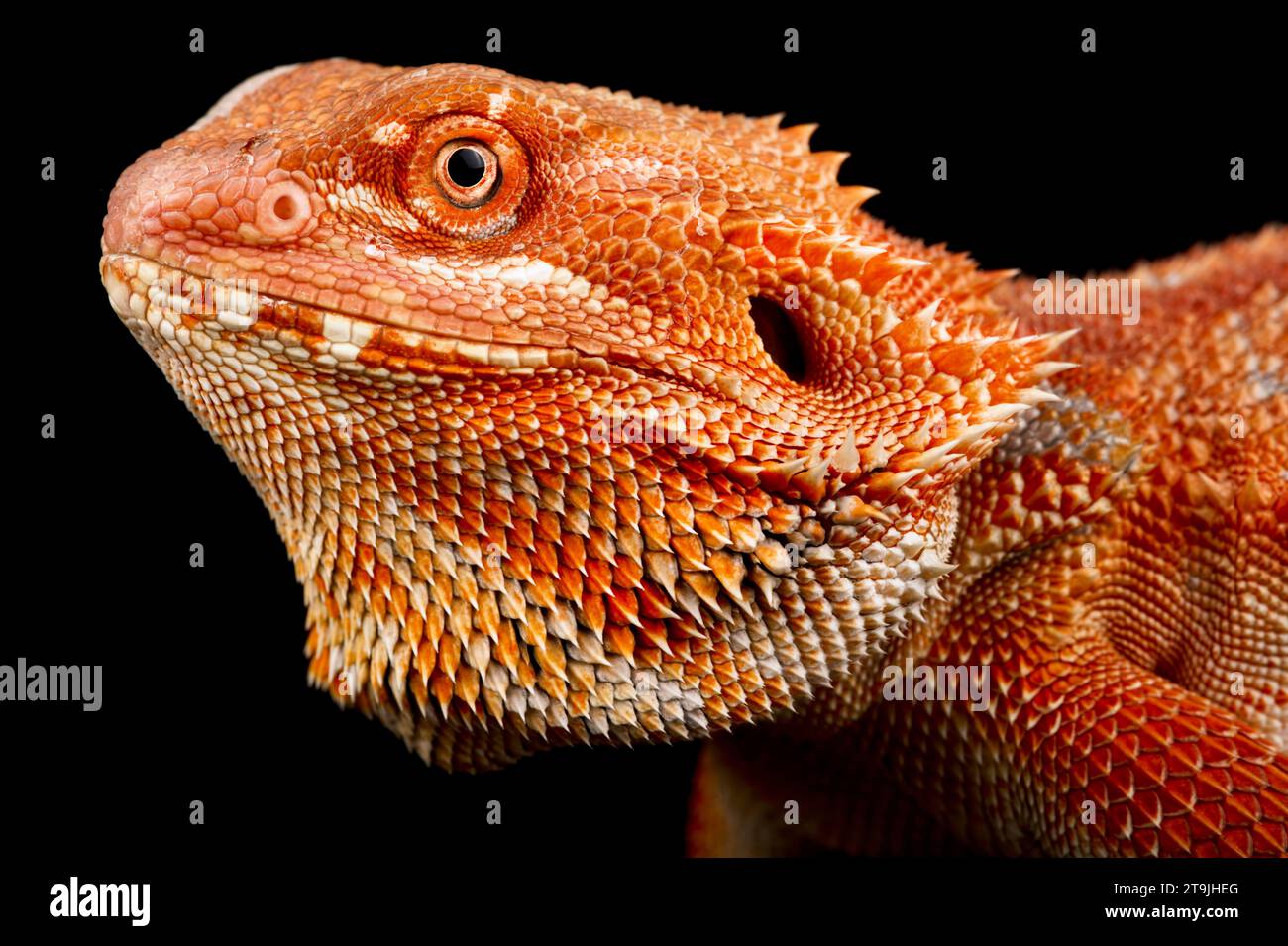 The Bearded Dragon (Pogona vitticeps) is one of the most popular pet lizard species in the world. Stock Photo