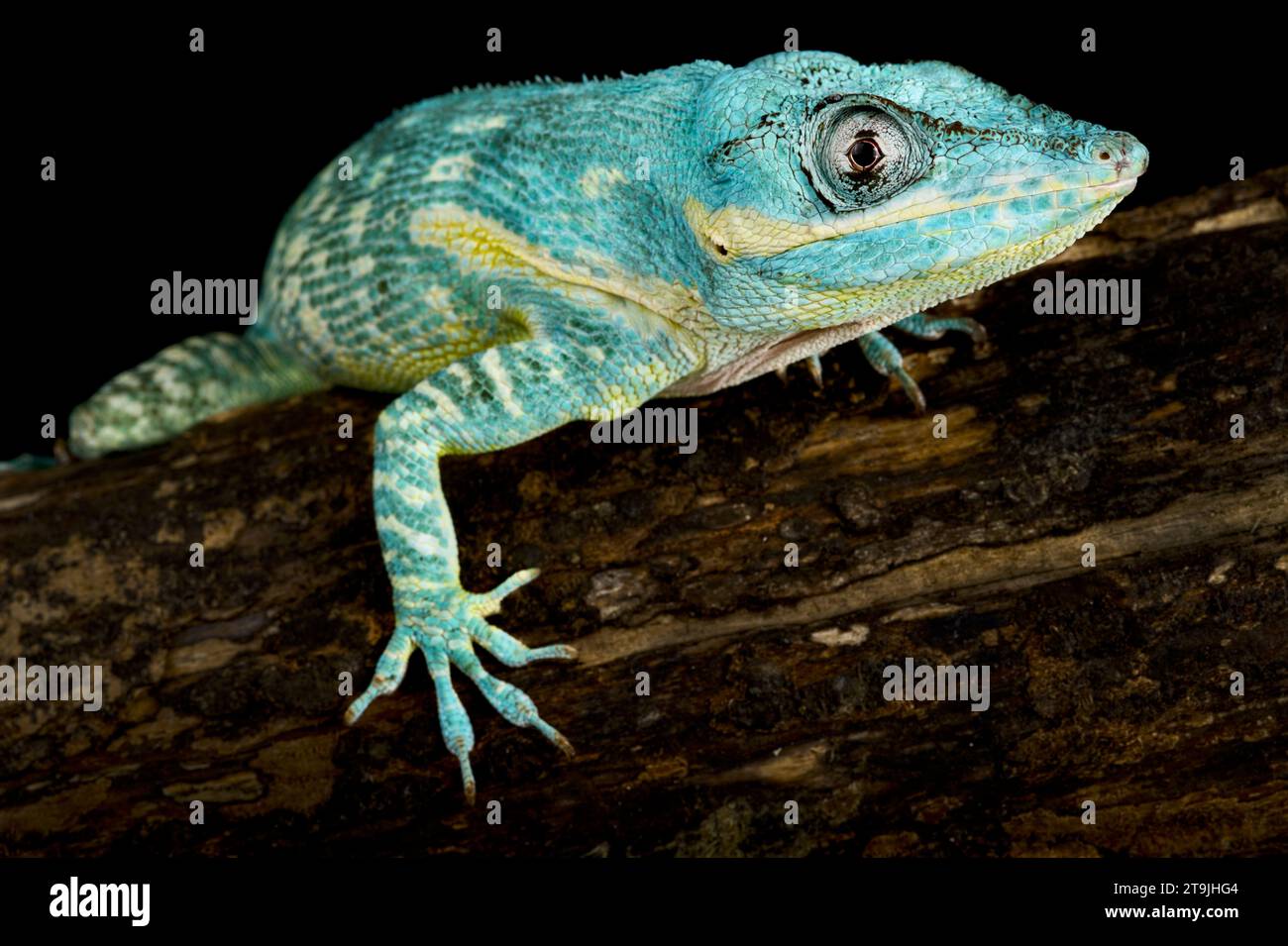 The Blue Beauty Anole (Anolis equestris potior) is a critically endangered lizard species endemic to Cayo Santa Maria island, part of Cuba. Stock Photo