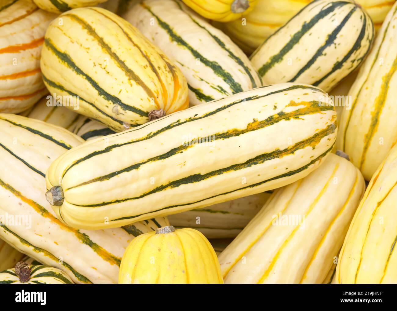 Close up on pile of freshly picked Delicata Squash piled for sale at farmers market. Stock Photo