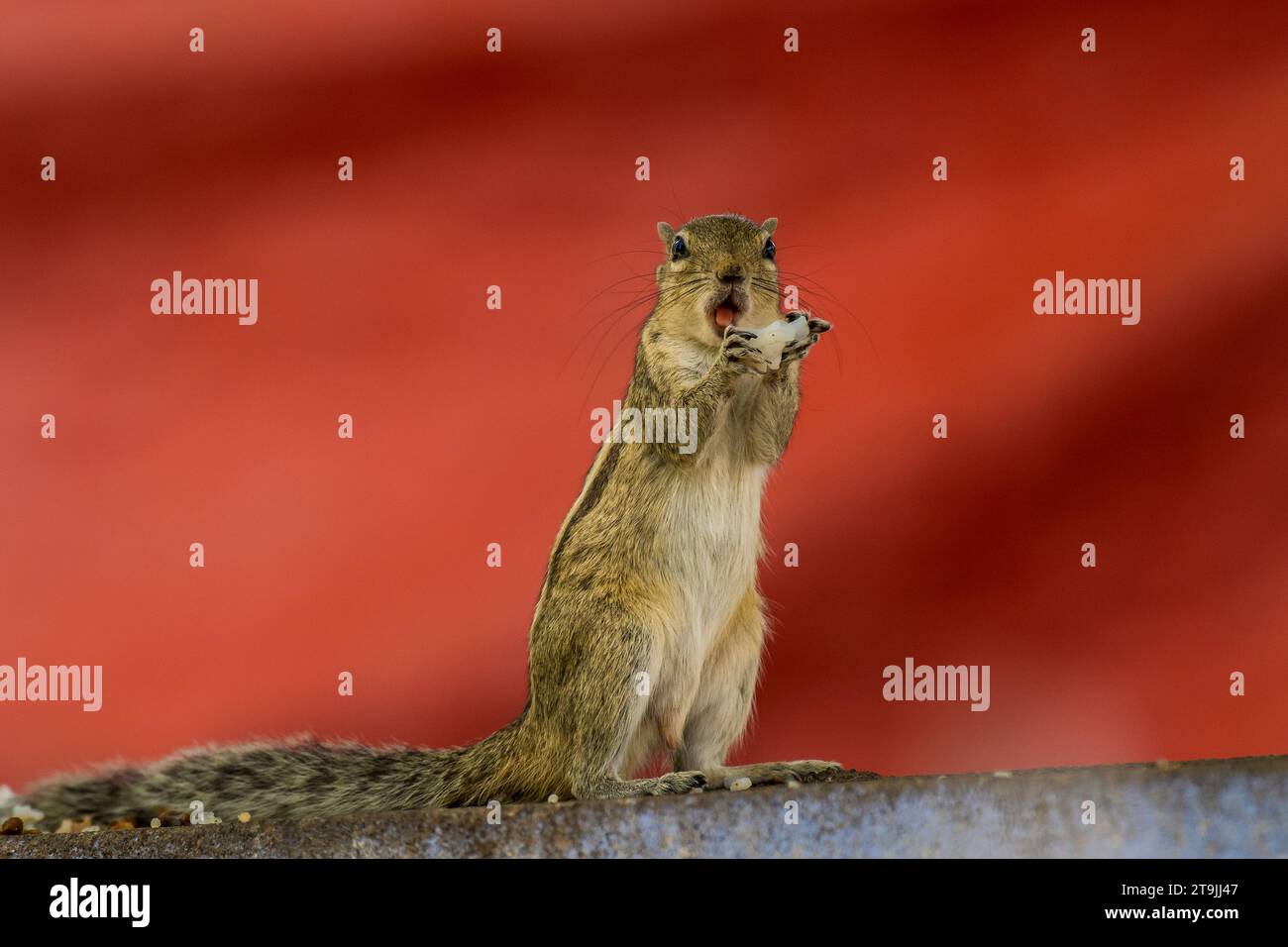 Shocking Squirrel indian palm squirrel in shocking mode Stock Photo - Alamy