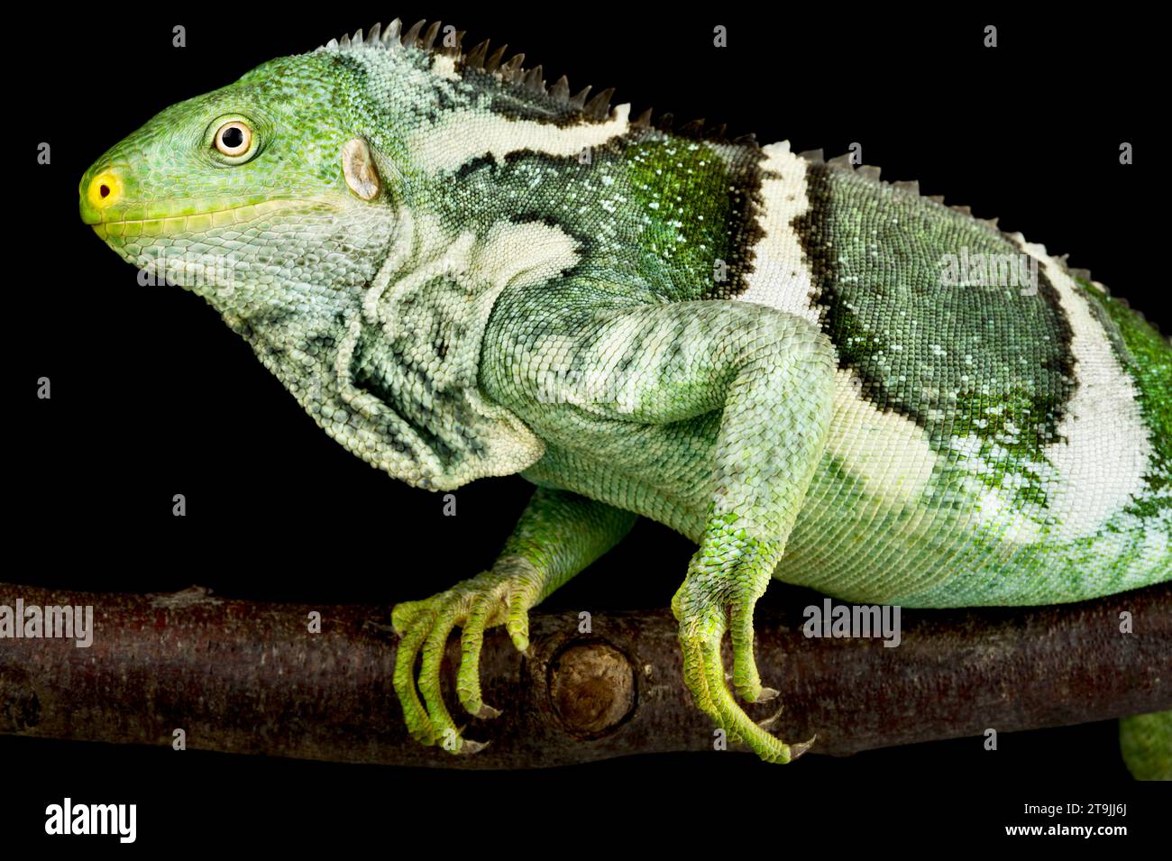 The Fiji Crested Iguana (Brachylophus vitiensis) is a critically endangered lizard species from the Fiji islands. Stock Photo