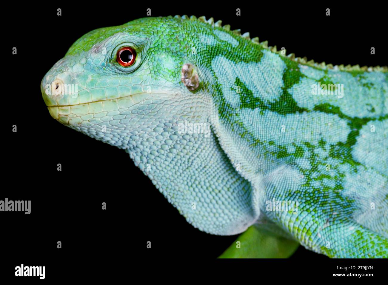 The Lau Banded Iguana (Brachylophus fasciatus) is a critically endangered reptile species from the Fiji islands. Stock Photo