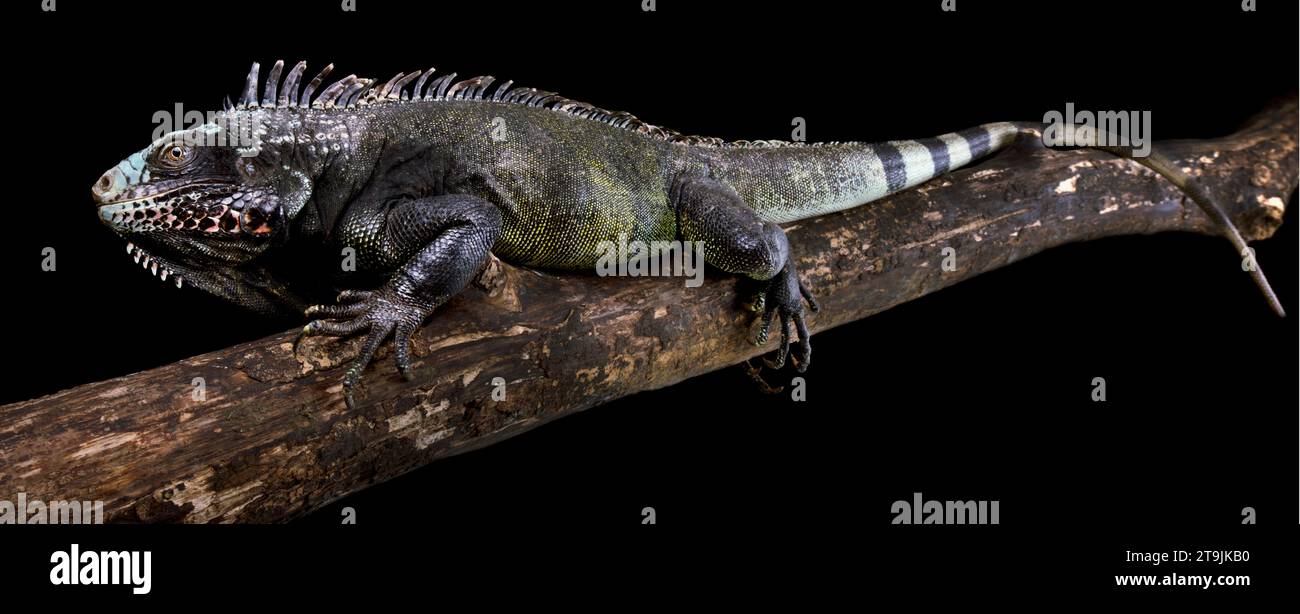 The Sabah black iguana (Iguana melanoderma) is a critically endangered Iguanid from Saba island part of the Antilles. Stock Photo