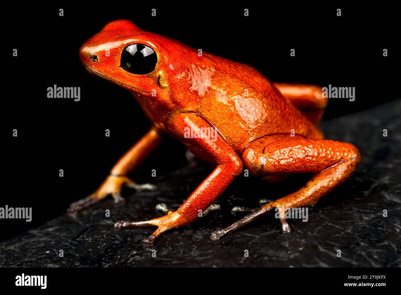 The Strawberry dart frog (Oophaga pumilio) is a highly variable colored amphibian species . This is a Panamanian specimen. Stock Photo