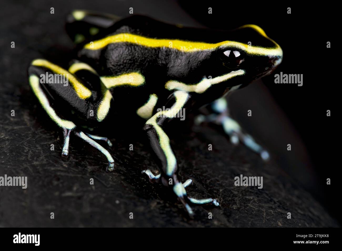 The Yellow-striped dart frog (Dendrobates truncatus) is a beautiful amphibian from Colombia. Stock Photo