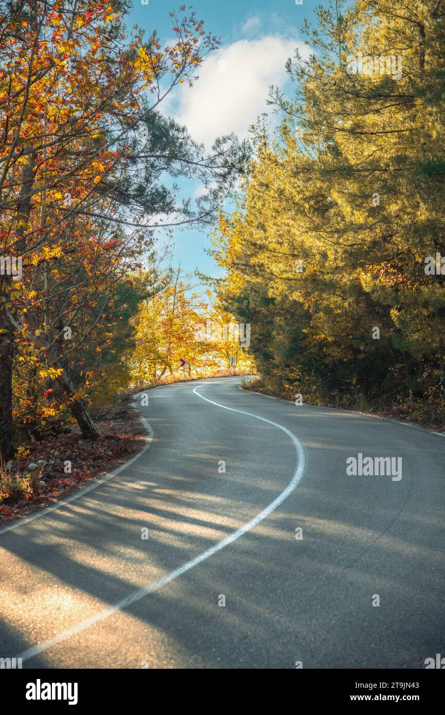 Asphalt road through autumn forest at sunrise Stock Photo