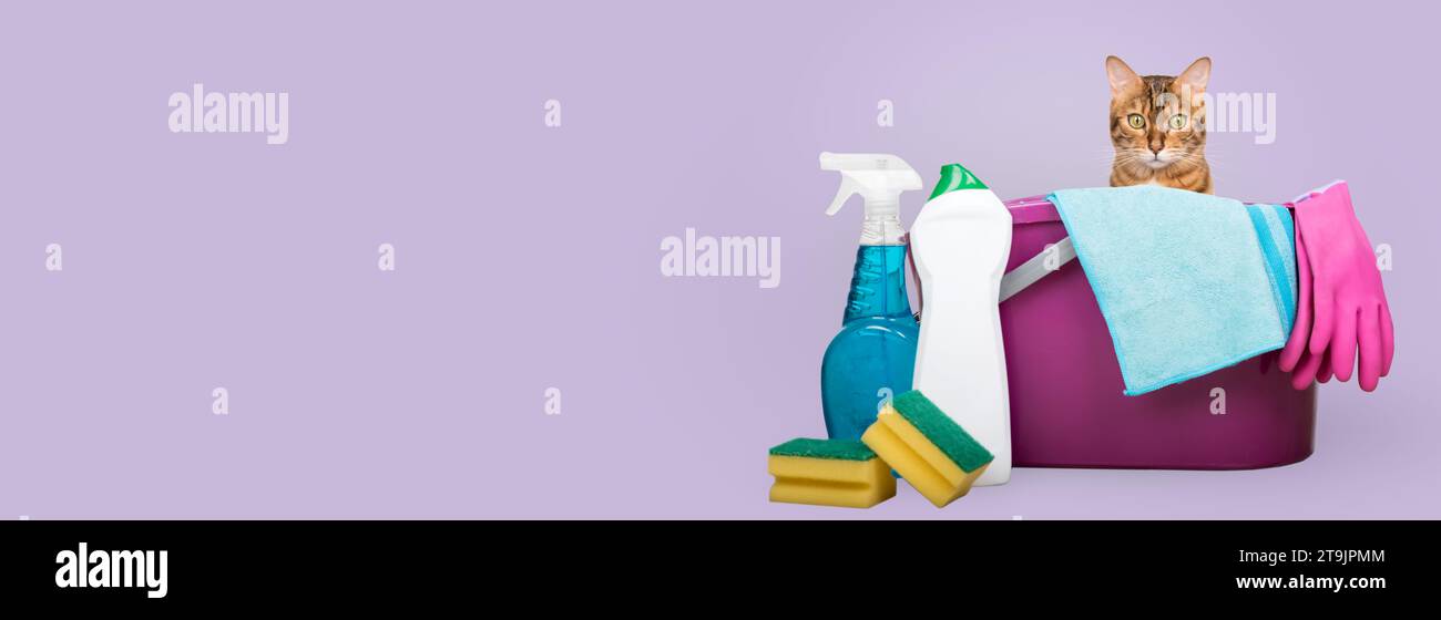 Cleaning products and tools for cleaning the house on a white background. The cat looks out of the bucket. Copy space. Stock Photo