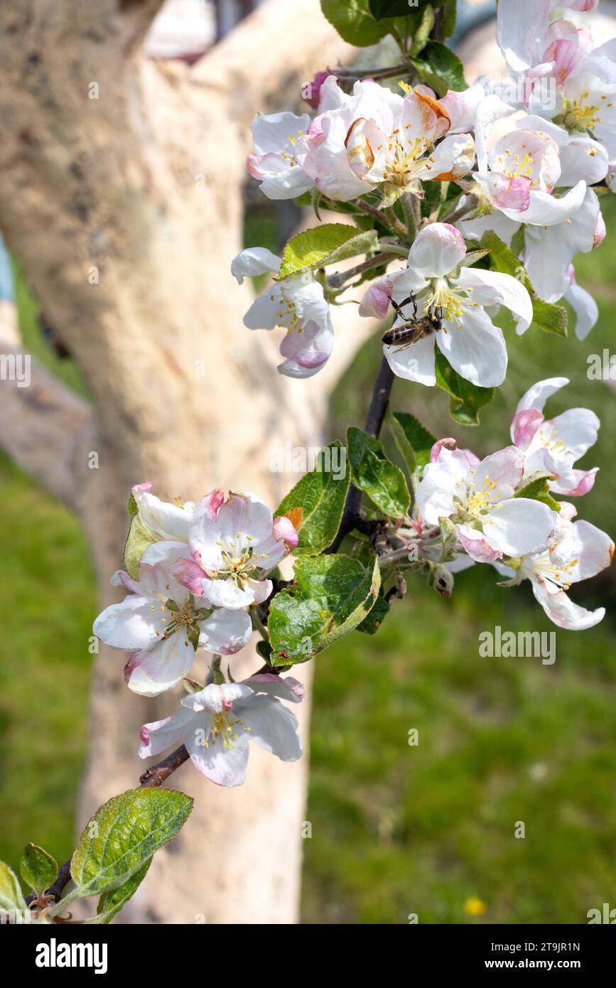 In early spring, a bee diligently collects nectar and pollinates apple tree flowers in the garden. Vertical image. Stock Photo