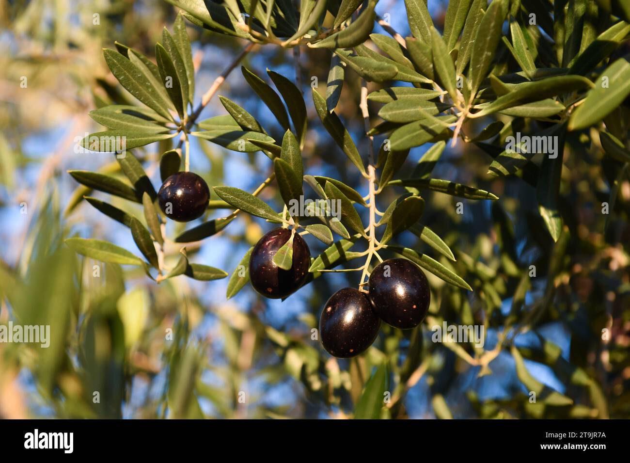 Caceres. 24th Nov, 2023. This photo taken on Nov. 24, 2023 shows olives growing in Caceres, Spain. Spain is one of the largest olive oil producers in the world. However, heat waves and droughts this year have slashed the country's olive output, which in turn pushed up the price of olive oil products on the market. Credit: Gustavo Valiente/Xinhua/Alamy Live News Stock Photo