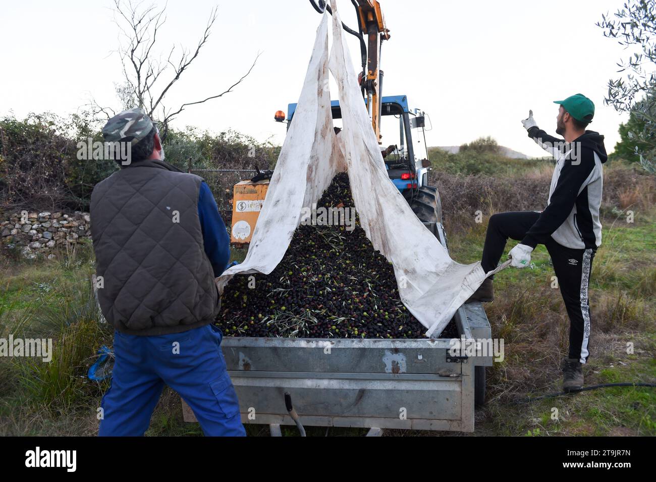 Caceres, Spain. 24th Nov, 2023. People harvest olives in Caceres, Spain, Nov. 24, 2023. Spain is one of the largest olive oil producers in the world. However, heat waves and droughts this year have slashed the country's olive output, which in turn pushed up the price of olive oil products on the market. Credit: Gustavo Valiente/Xinhua/Alamy Live News Stock Photo