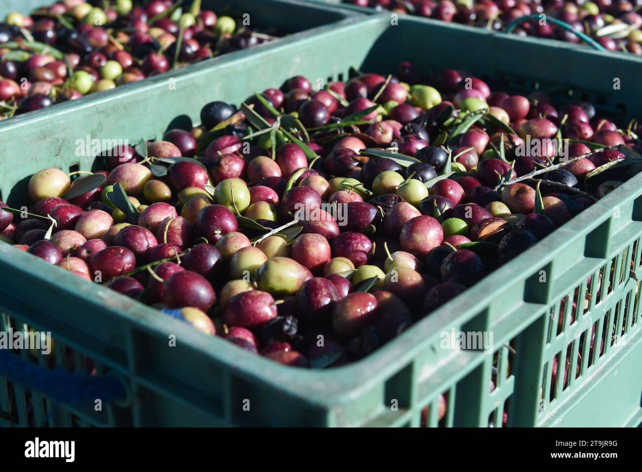 Caceres. 24th Nov, 2023. This photo taken on Nov. 24, 2023 shows newly harvested olives in Caceres, Spain. Spain is one of the largest olive oil producers in the world. However, heat waves and droughts this year have slashed the country's olive output, which in turn pushed up the price of olive oil products on the market. Credit: Gustavo Valiente/Xinhua/Alamy Live News Stock Photo