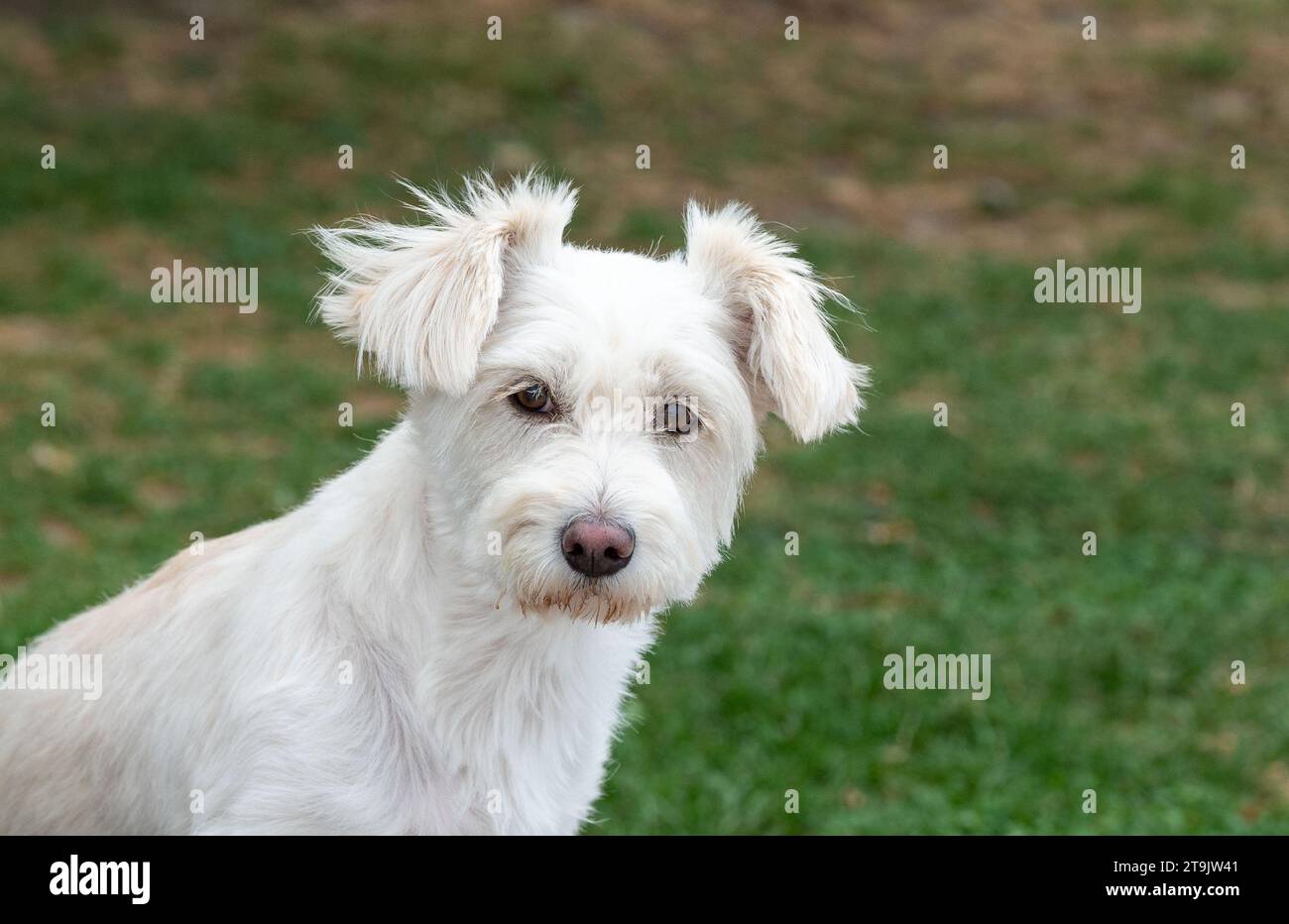 Cute little white puppy , posing in the grass. The dog with big ears. Mixed breed. Paws. The neverending story, concept. Tribute movie, from 1984. Stock Photo