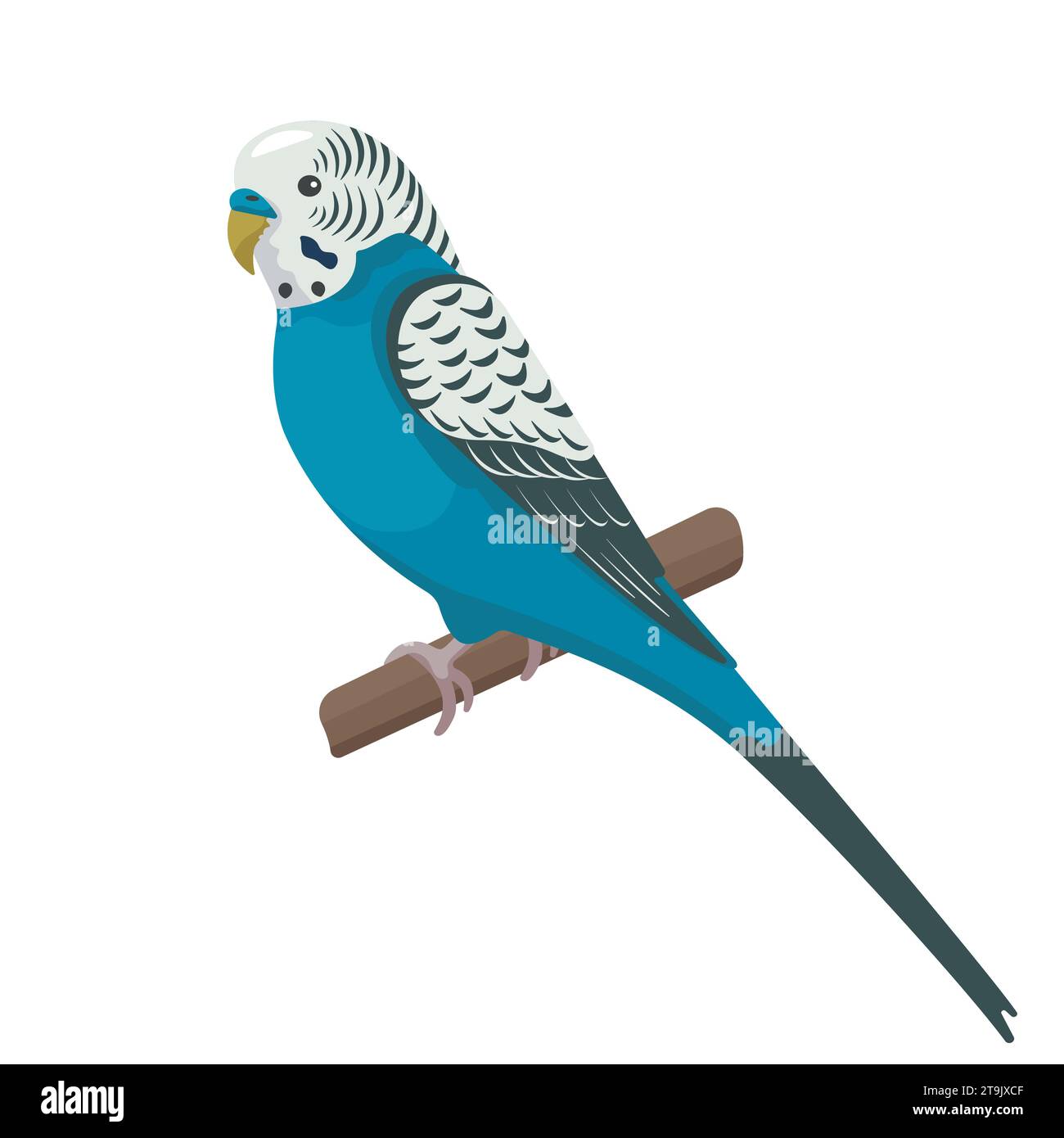 Domestic parakeet 2025