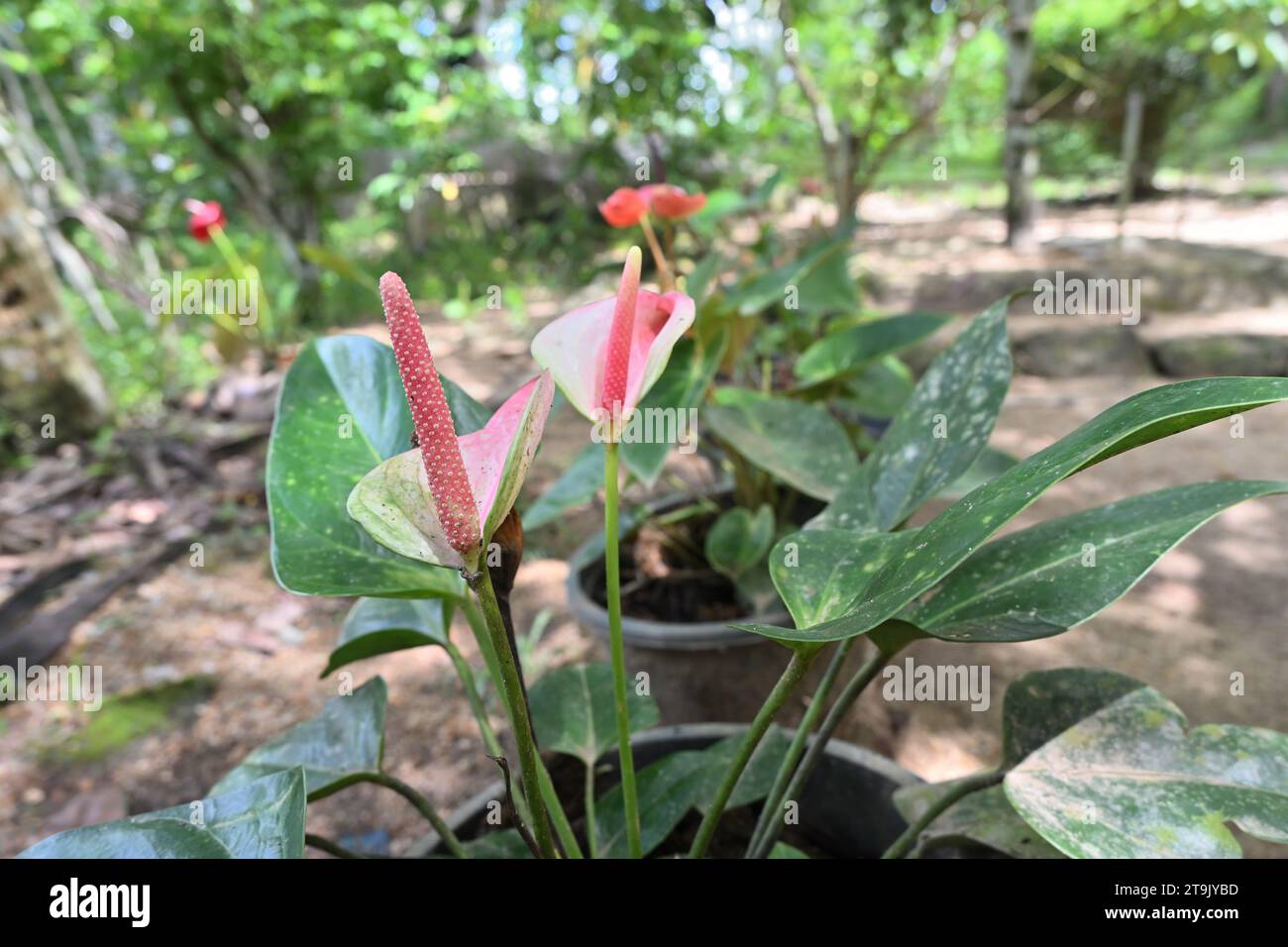 Side view of a potted Anthurium plant bearing pink colored Anthurium
