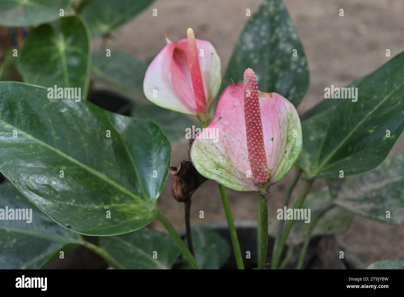 Close up view of a matured pink colored spadix on an old pink colored Anthurium flower in a pot in the home garden Stock Photo