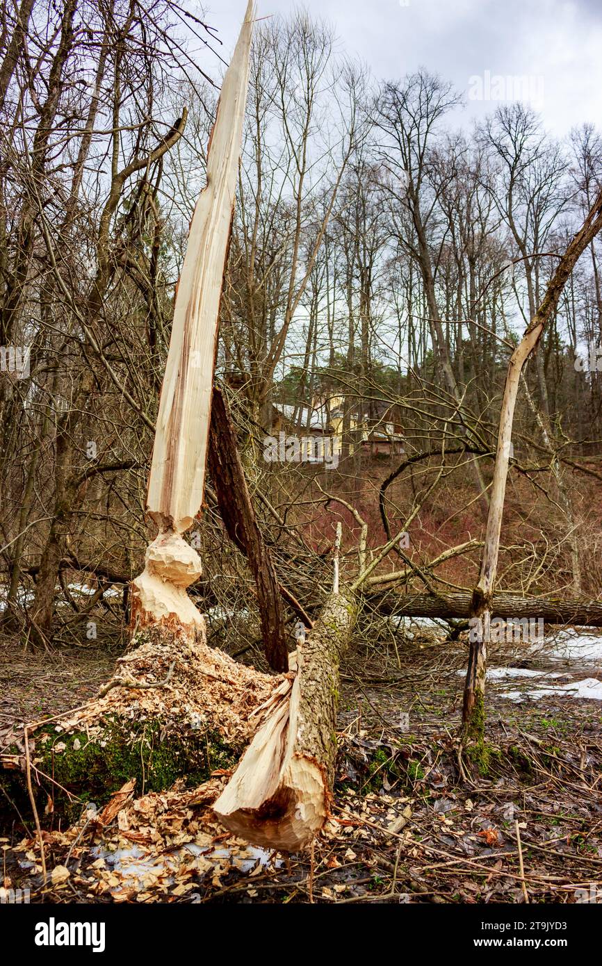 Vertical view of a tree gnawed by beavers with a broken trunk Stock ...