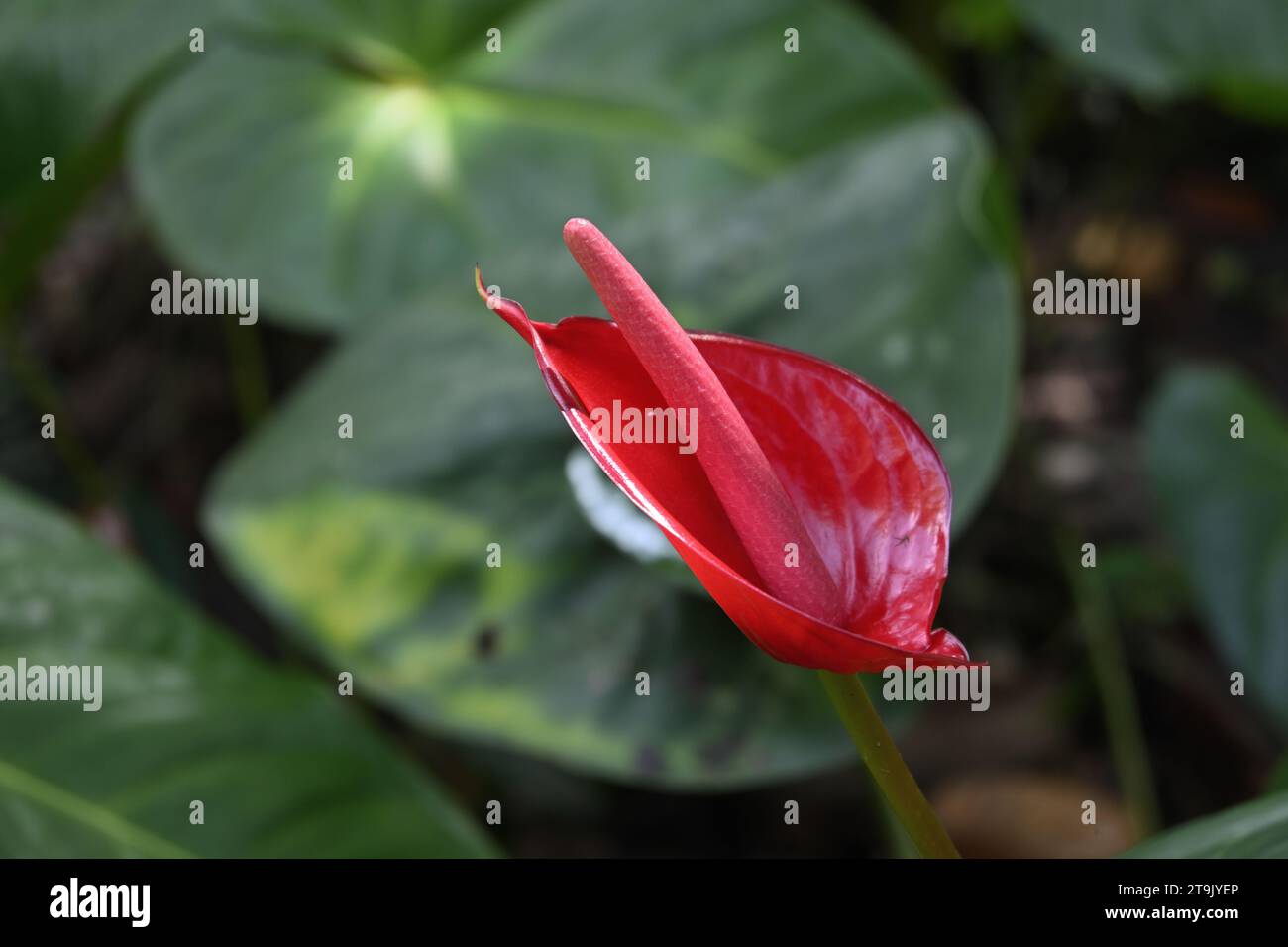 Closeup beautiful newly blooming hi-res stock photography and images ...