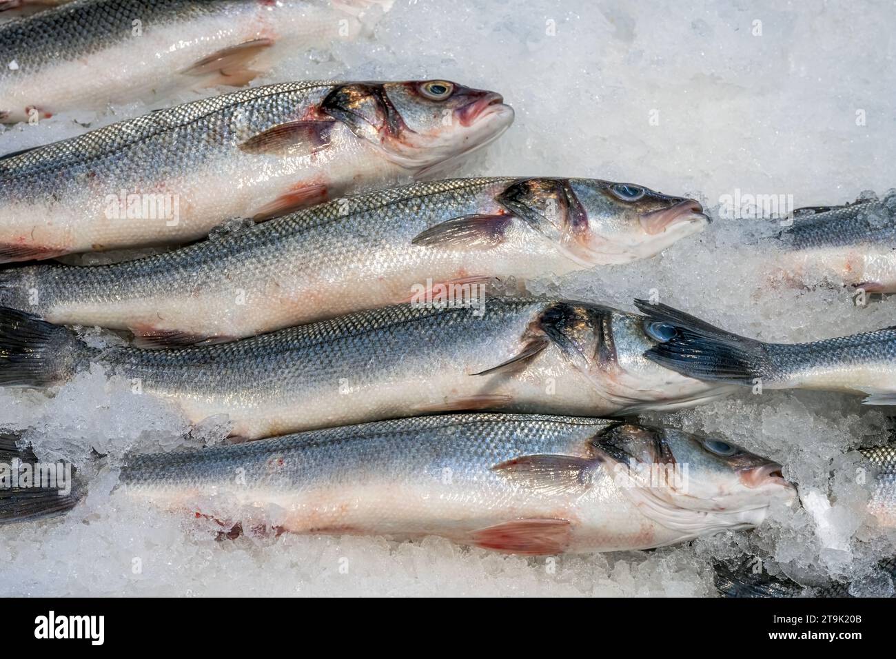 Fresh catch of fish for sale at a market Stock Photo