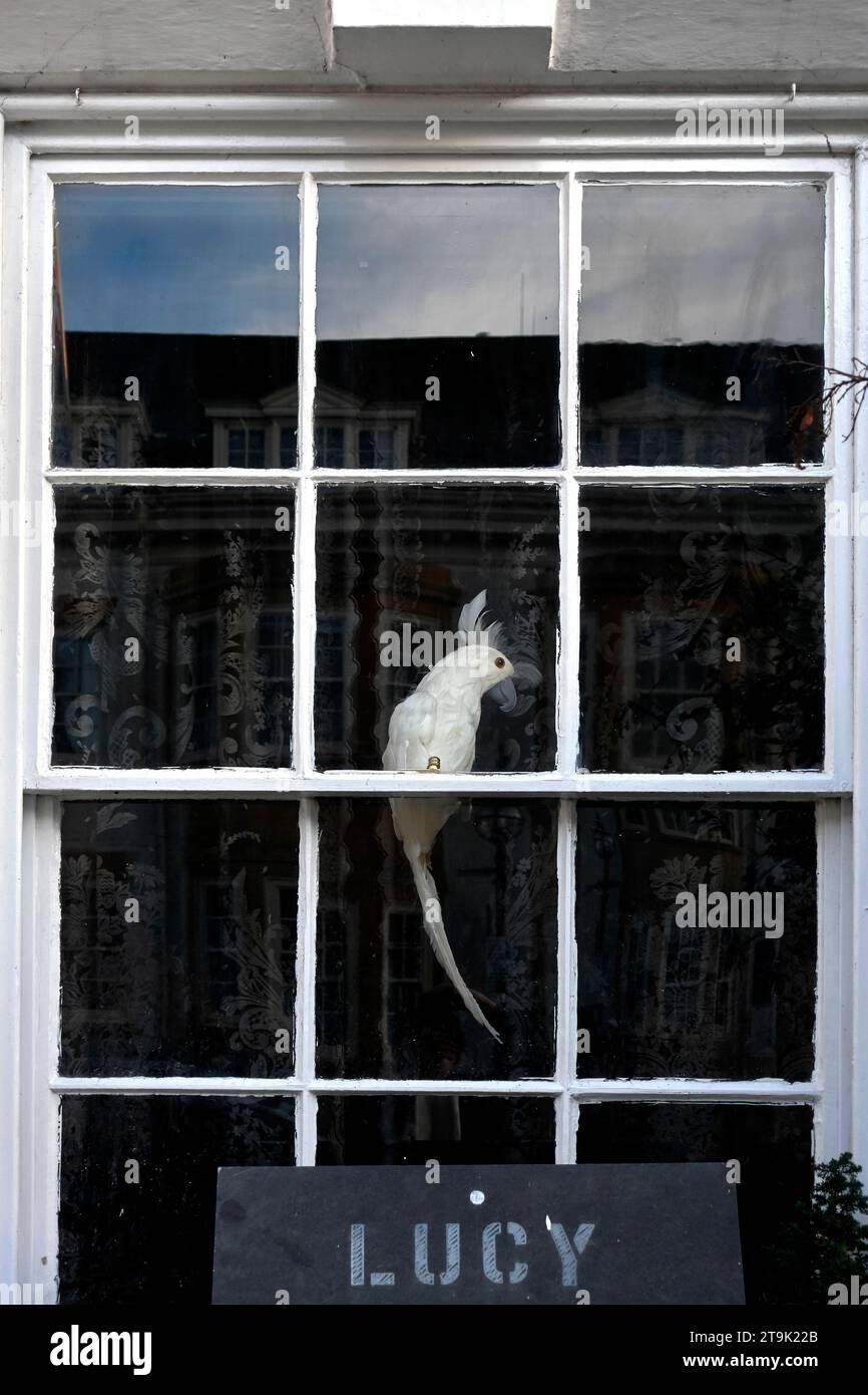 Parrot perched in a window frame Stock Photo - Alamy