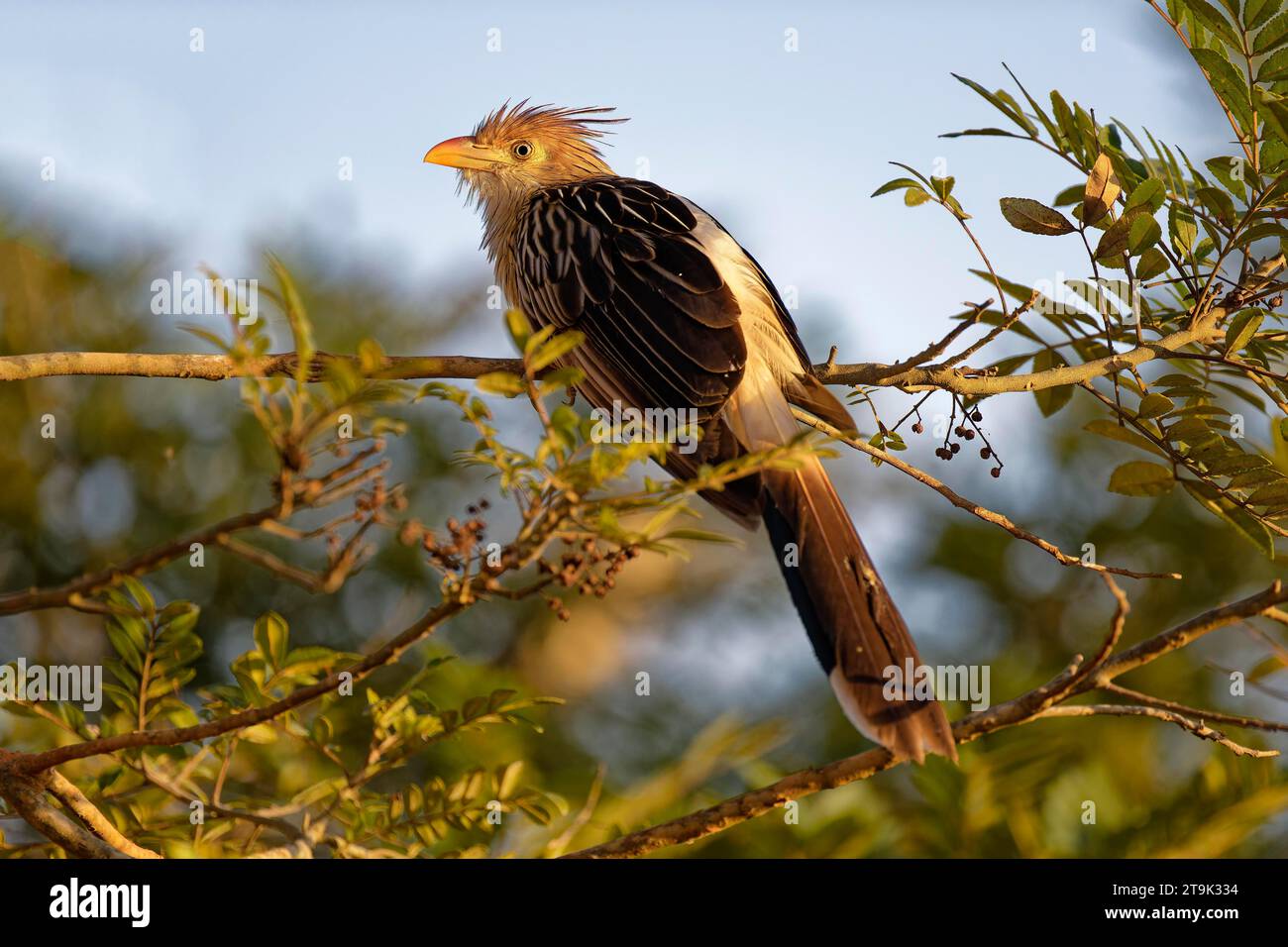 Guira Cuckoo (Guira guira) seated on a branch, Serra da Canastra National Park, Minas Gerais, Brazil Stock Photo