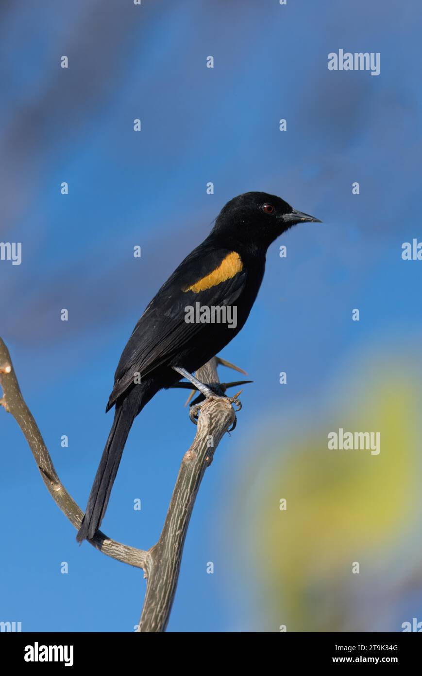 Epaulet Oriole (Icterus cayanensis), Serra da Canastra National Park, Minas Gerais, Brazil Stock Photo