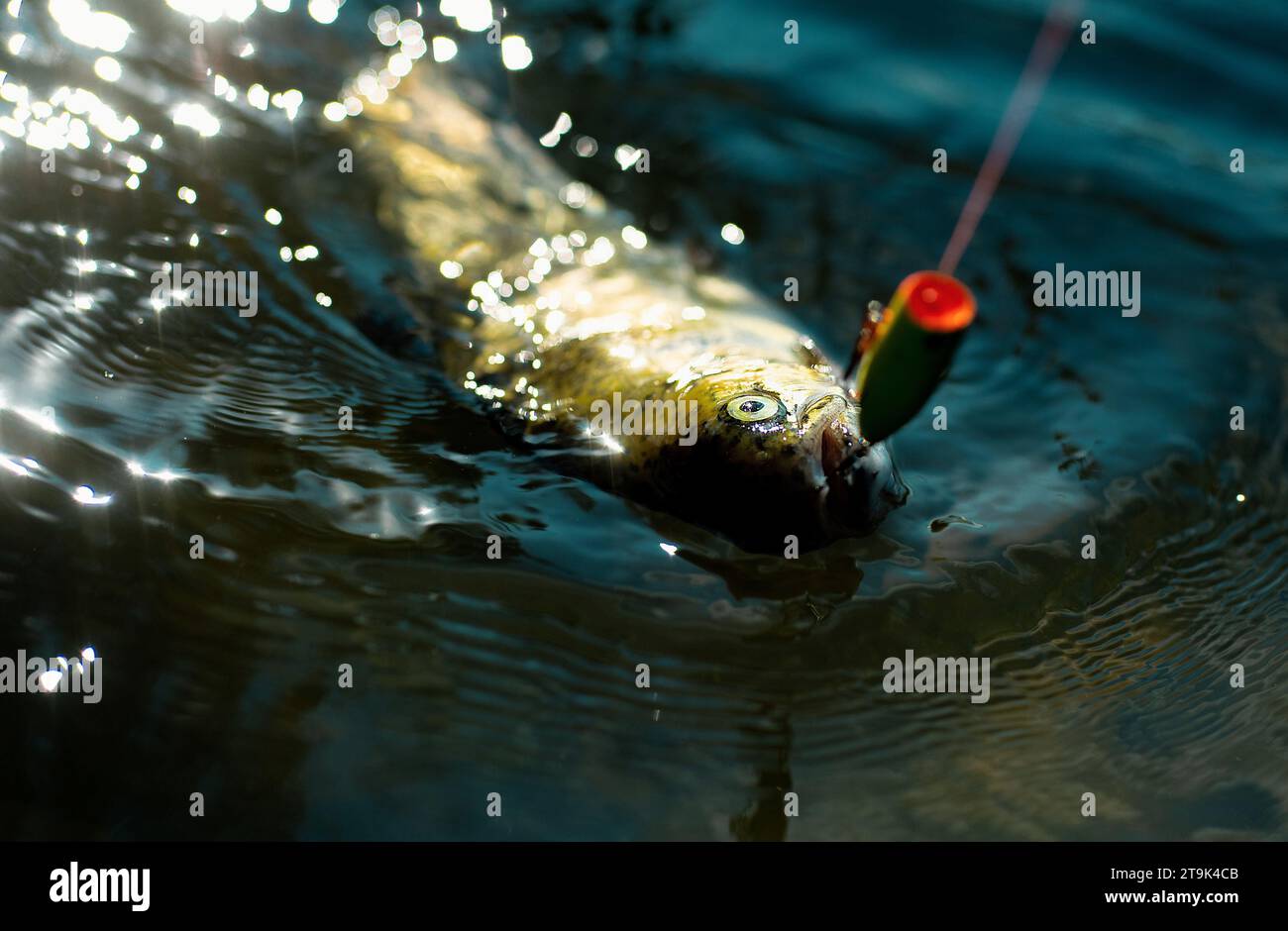 Brook trout fly in mouth hi-res stock photography and images - Alamy