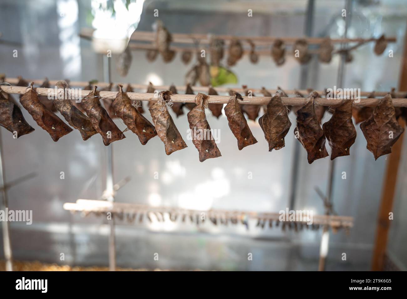 row of brown owl butterfly pupas ('chrysalis') on a stick Stock Photo