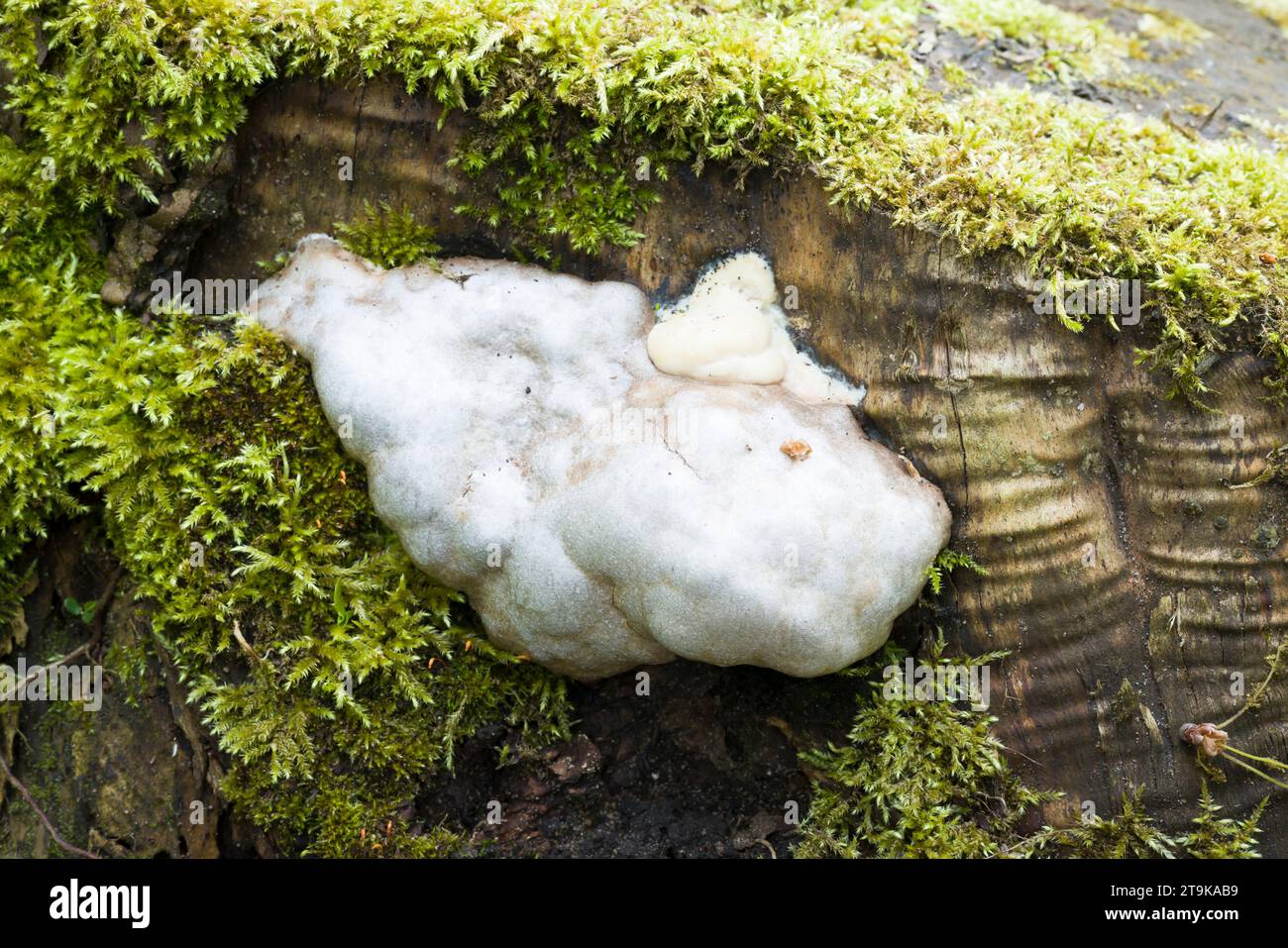 False puffball slime mould (slime mold) Enteridium lycoperdon growing on a tree stump in a UK garden in spring Stock Photo