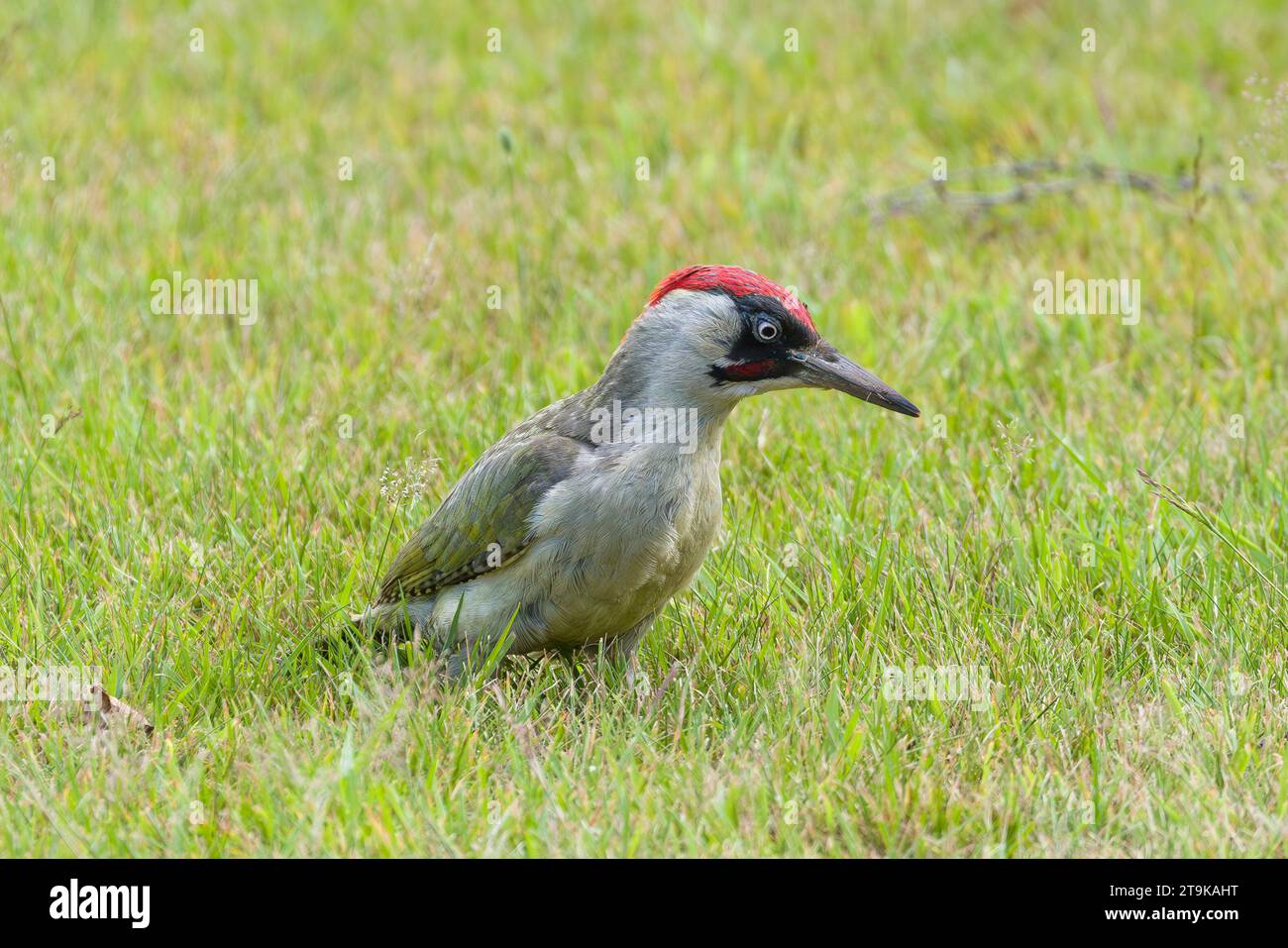 Male European green woodpecker (Picus viridis) foraging on lawn in a UK garden Stock Photo