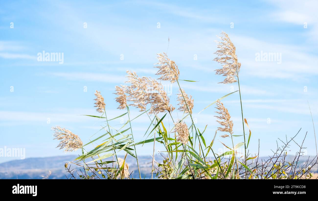 Top part of phragmites australis water reed stems with leaves and seed heads against the sky in the wind at wetland grass. Stock Photo