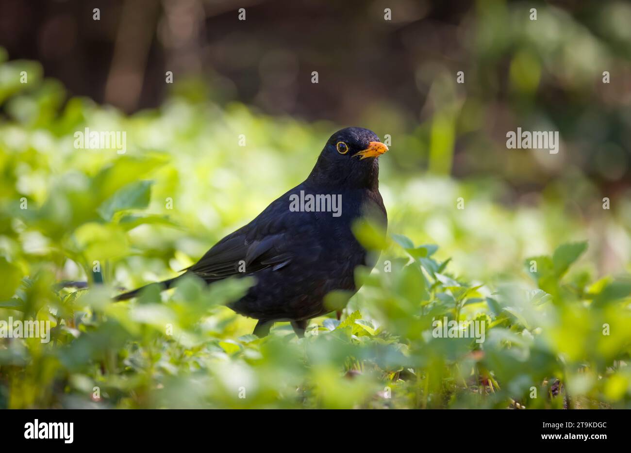 Adult male common blackbird foraging in an English garden, UK Stock Photo