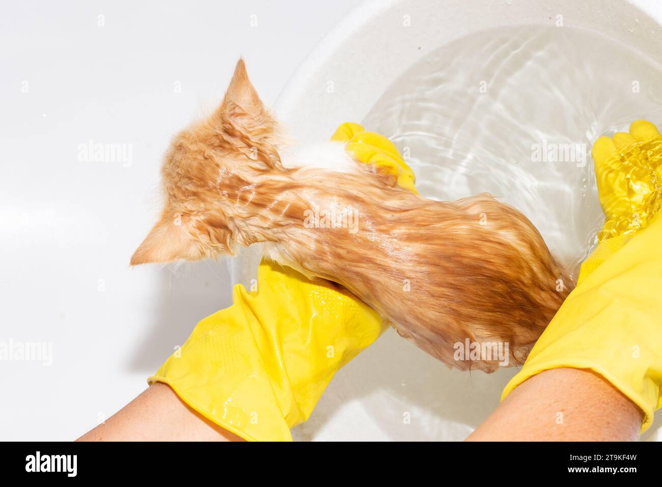 Washing cats. A red kitten in a basin of water is being washed by its