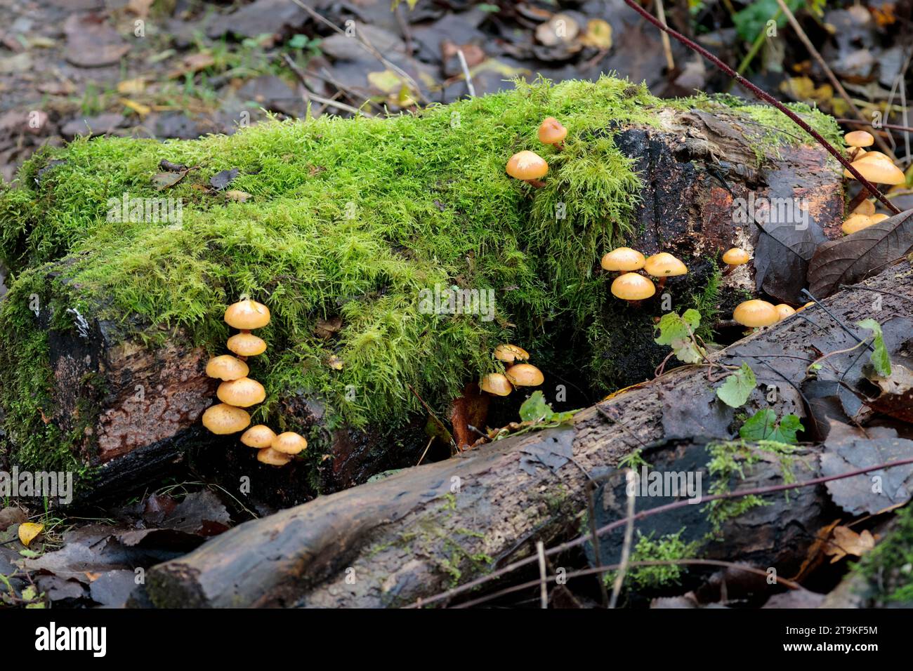 Sulphur tuft fungi fungus Hypholoma fasciculare, sulphur yellow caps ...
