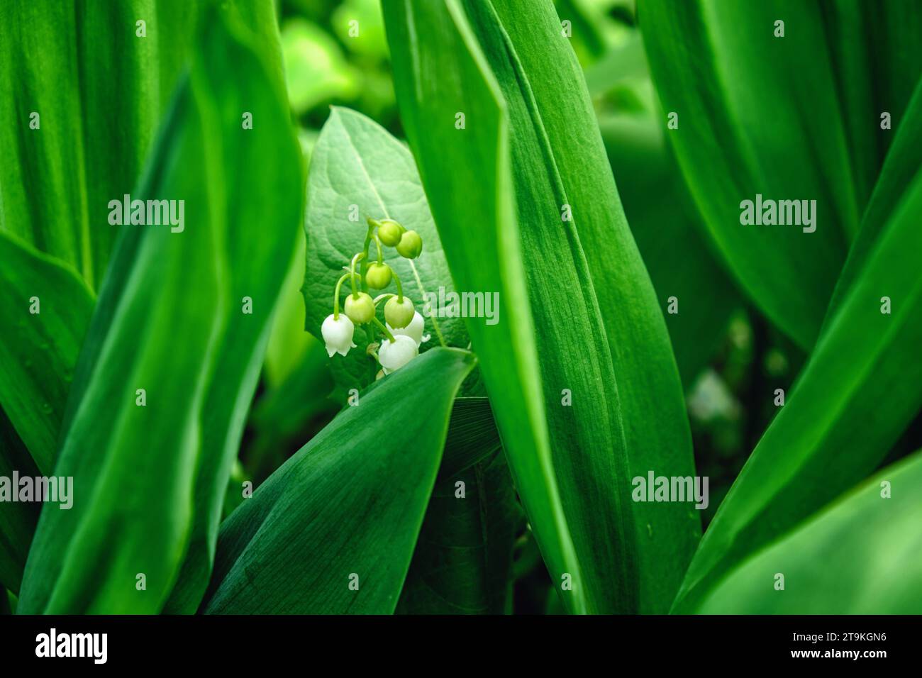 A lily of the valley plant with white flowers and green leaves is ...