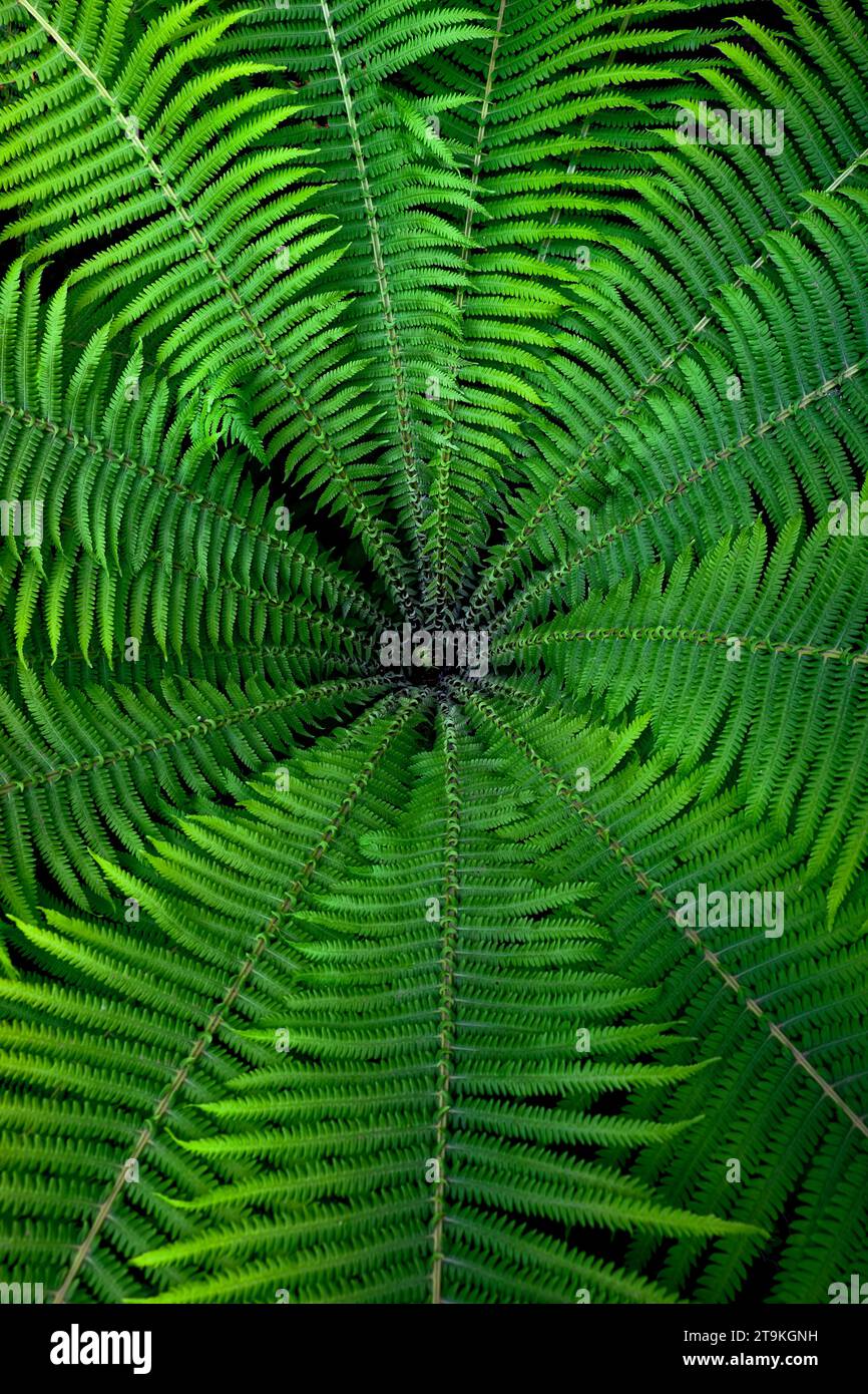A fern plant with green leaves radiating from a central point Stock ...
