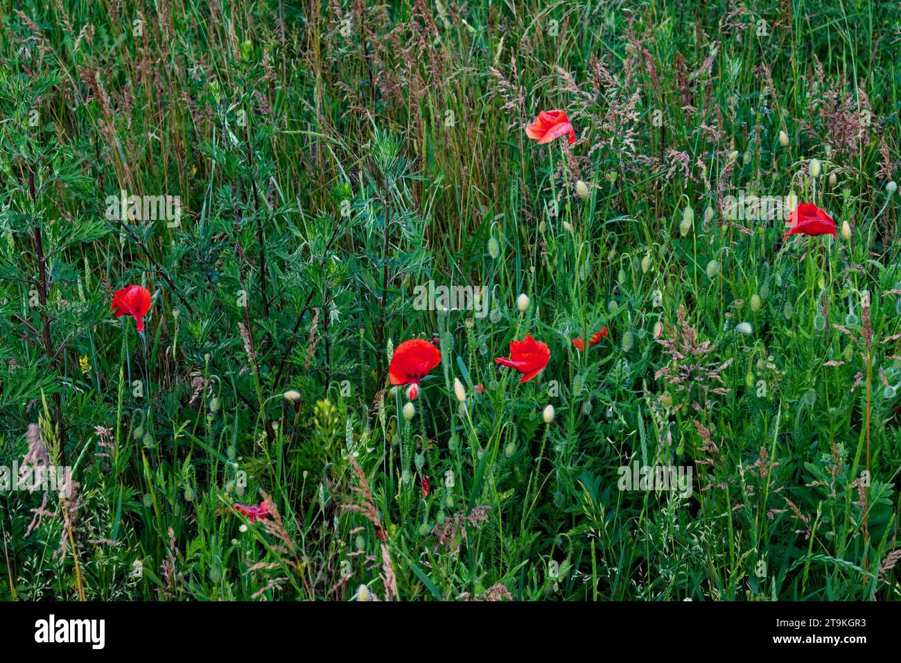 Poppies in grass hi-res stock photography and images - Alamy